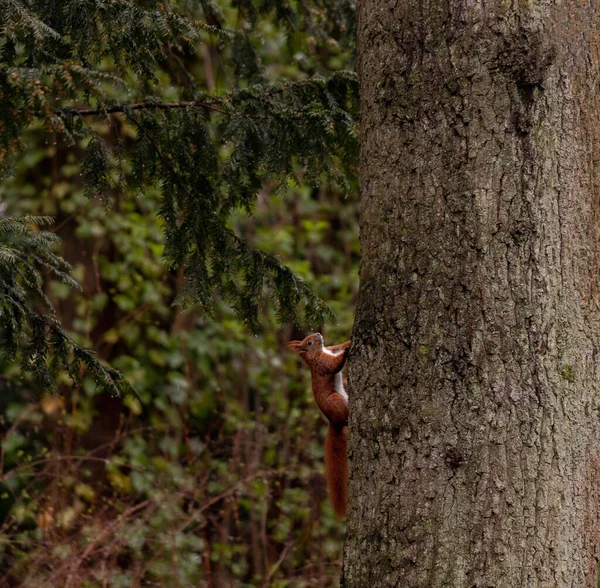 Fluffig Liten Ekorre Som Klättrar Trädstam — Stockfoto