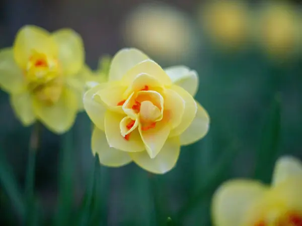 Close Daffodil Amarelo Crescido Jardim Primavera — Fotografia de Stock