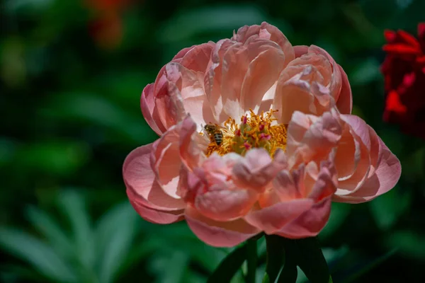 Penutup Bunga Peony Merah Muda Taman — Stok Foto