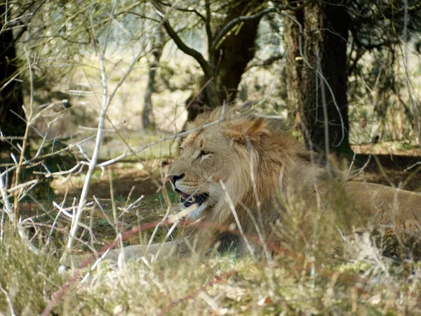Nahaufnahme Eines Löwen Der Zwischen Bäumen Liegt Und Wegsieht — Stockfoto