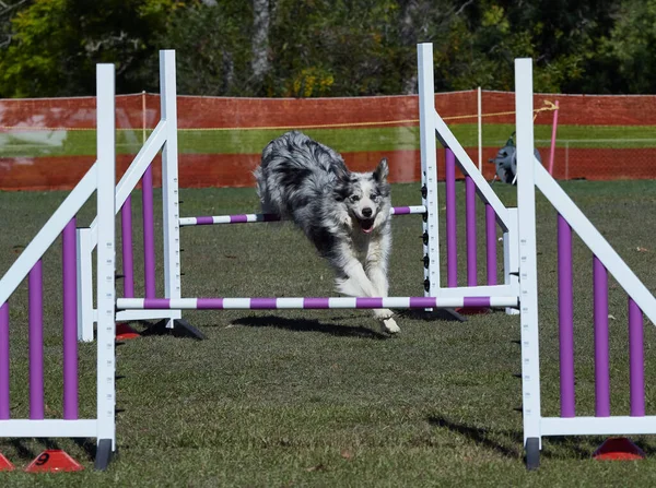 Merle Border Collie在试跑障碍跑道上冲刺 — 图库照片