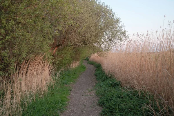 Een Prachtig Shot Van Een Pad Tussen Bruin Gras Bomen — Stockfoto