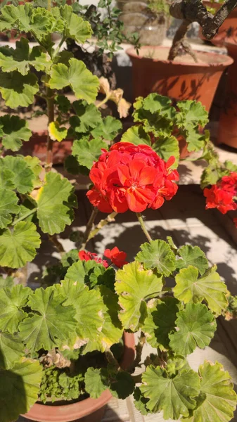 Vertikal Närbild Skott Röda Geranium Blommor — Stockfoto