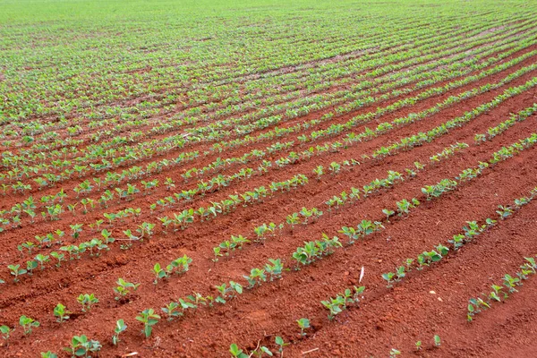 Vacker Utsikt Över Sojabönsodling Jordbruk Brasilien — Stockfoto