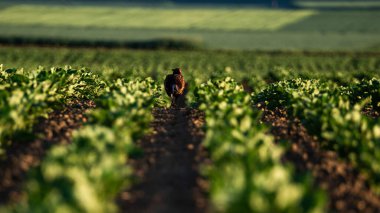 Zirai alanda bir Sülün 'e yakın çekim