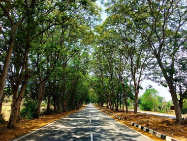 Ağaçlarla çevrili güzel bir yol manzarası