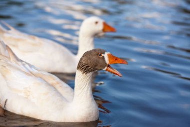 A white goose with a gray head and a white goose on a river