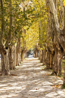 Platanus ağaçları ve sonbahar yaprakları Brezilya, Rio Grande do Sul, Caxias do Sul 'daki Macaquinhos Mahallesi' nde bir kaldırımda.