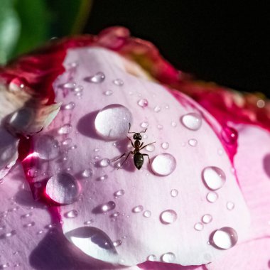 Baharda yağmurdan sonra damlalarla şakayık üzerinde yürüyen bir karınca.