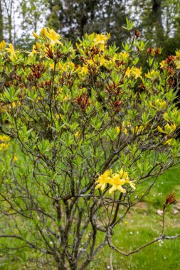Macaristan 'ın Zalaegerszeg kentindeki Csacs Botanik Bahçesi (Csacsbozsoki Botanik Bahçesi)