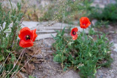 Bir tarlada açan kırmızı gelinciklerin yakın plan çekimi.