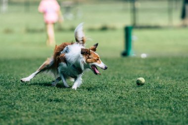 Parkta topla oynayan bir çoban köpeğinin seçici odak noktası.