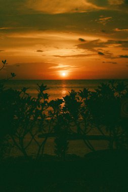 Gün batımında deniz manzarası ve ön planda bazı bitkilerin silueti.