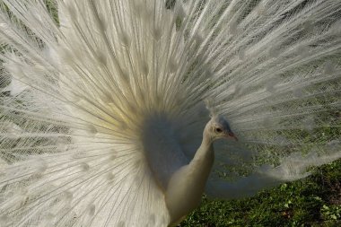 Beyaz Leucistik Kızılderili Peacock 'un çimenlere yayılan büyük beyaz tüylü yakın çekimi.