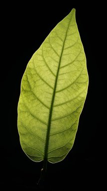 Siyah arkaplanda yeşil bir yaprağın dikey görüntüsü.