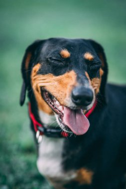 Dachshund köpeğinin oturduğu, gözlerini kapadığı ve arka planda dilini çıkardığı yakın çekim.