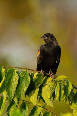 Kırmızı kanatlı bir karatavuğun dikey yakın çekimi güneş ışığında bir ağacın yeşil dalına tünemişti.