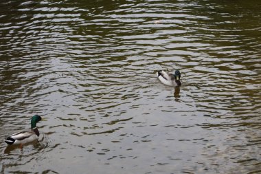 Güzel bir yaban ördeği gölette yüzüyor