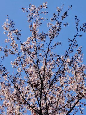 Baharda açan Japon kirazının dikey çekimi.