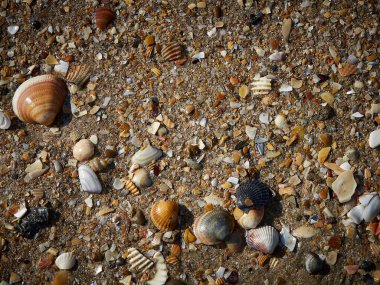 Islak kumda deniz kabuklarının yakın plan çekimi.