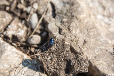 Sırbistan 'da Chrysochus asclepiadeus (Yaprak Böceği) ve Rtanj Dağı
