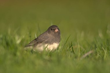 Çimenlerdeki koyu renk gözlü junco kuşu. Seçici odak noktası.
