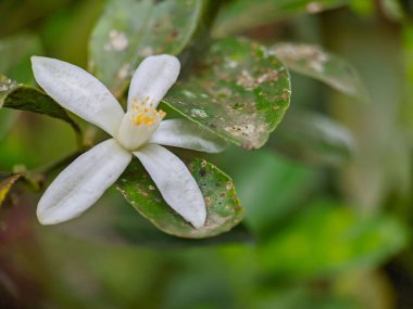 A closeup shot of a white lime flower with green leaves against a blurred background