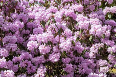 Güneşteki rhododendron çiçeklerine yakın çekim