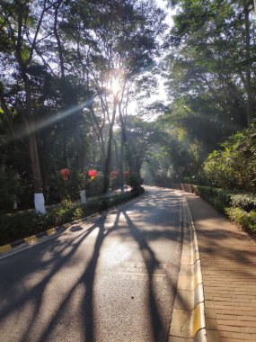A vertical shot of a road surrounded by trees on a sunny day