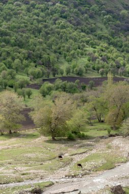 Vahşi meyve ormanlarında güneşli bir günde güzel bir yeşil meyve ağacı görüntüsü.