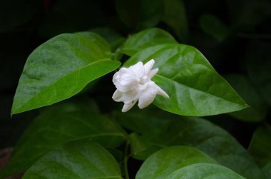 Bahçede büyüyen beyaz bir Arap yasemin çiçeğinin seçici odak noktası.