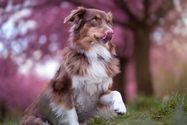 Ormanda pembe kiraz ağacı arka planında kahverengi ve beyaz bir Avustralya çoban köpeği.