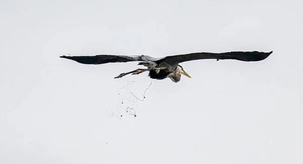 Een Grote Witte Zilverreiger Vogel Een Vlucht Een Grijze Lucht — Stockfoto