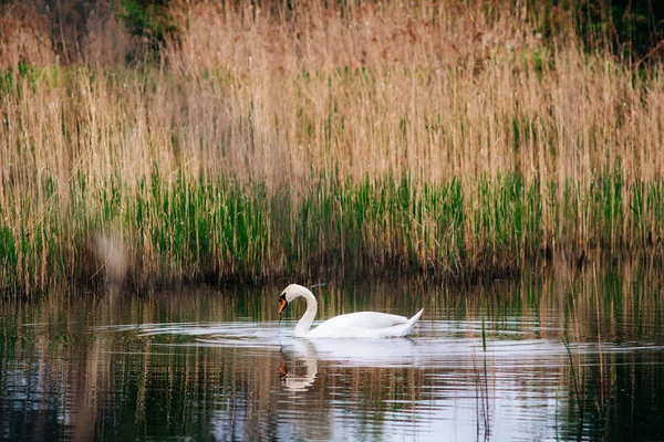 Cisne Branco Nadando Lago Durante Dia — Fotografia de Stock