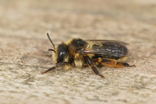 Closeup Hairy Female Oligolectic Golden Tailed Melitta Haemorrhoidalis Plant Specialist — Foto de Stock