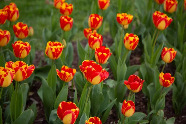 Närbild Tvåfärgade Tulpan Blommor Park — Stockfoto