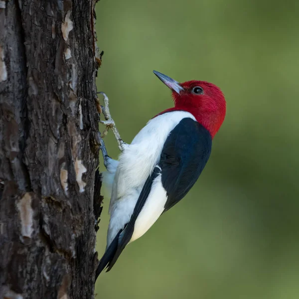 Selective Focus Shot Adorable Red Headed Woodpecker Tree Blurred Green — Stock Photo, Image