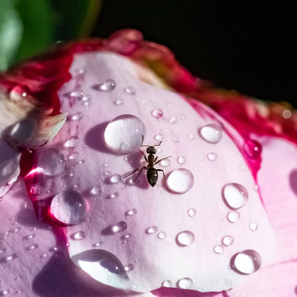Baharda yağmurdan sonra damlalarla şakayık üzerinde yürüyen bir karınca.