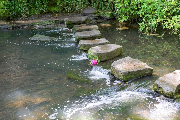 Rhododendron Flower Stepping Stones Beautiful Tranquil Jesmond Dene Newcastle Tyne — Stock Photo, Image