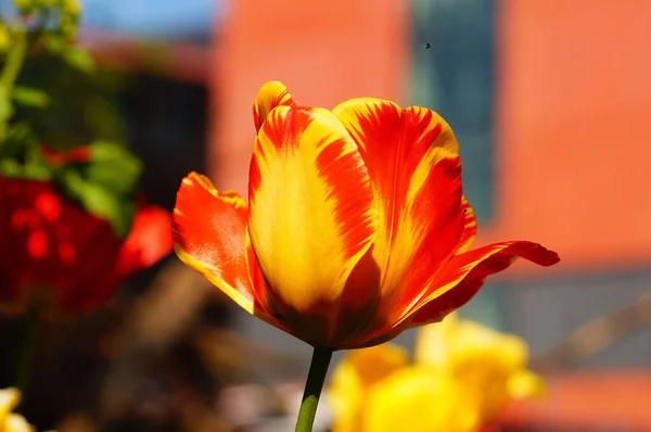 Flower Yellow Red Flamed Tulip Sunlight Colourful Interesting Background — Stock Photo, Image