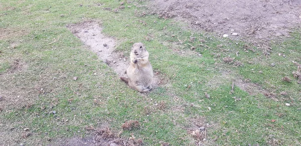 Chien Praire Jour Été Sur Steppe — Photo