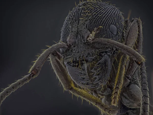 Microscopic Head Detail of Tooth Ant Odontoponera SP, Arthropoda Phylum, Ponerinae Subfamily, 10X magnification Macro Front view