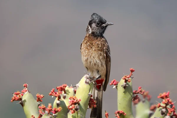 Close Shot Red Vented Bulbul Perched Plant Blurred Background — Stock Photo, Image