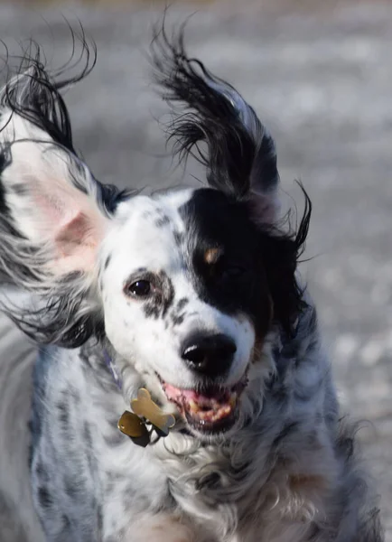 Selective Focus Shot English Setter Dog Running — Stock Photo, Image