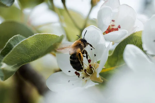 Ένα Κοντινό Πλάνο Μιας Μέλισσας Που Κάθεται Πάνω Ένα Λευκό — Φωτογραφία Αρχείου