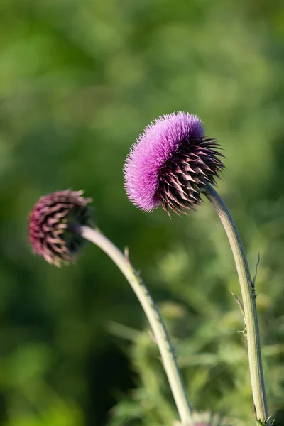 在模糊的绿色背景下生长的紫色雌蕊植物的选择焦点 — 图库照片