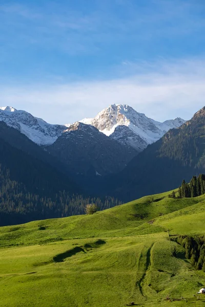 Eine Senkrechte Landschaft Mit Grünen Wiesen Und Kiefern Gegen Grüne — Stockfoto