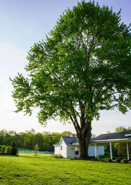 Een Verticaal Shot Van Een Wit Huis Het Prachtige Bos — Stockfoto