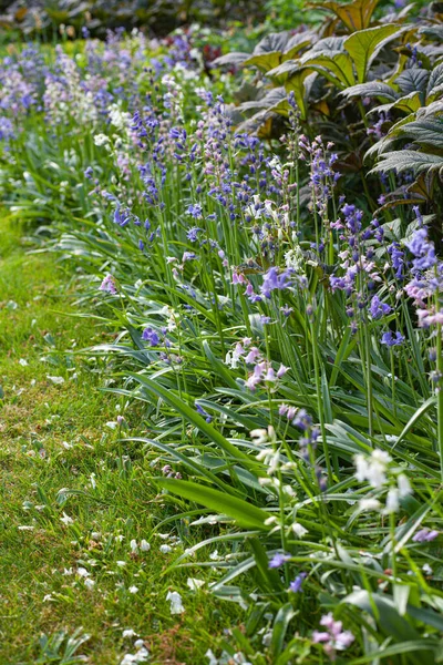 Een Verticaal Shot Van Purpere Klokje Bloemen Een Tuin — Stockfoto