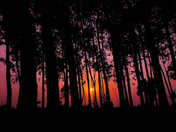 Vörös Misztikus Naplemente Sziluettje Eukaliptusz Fák — Stock Fotó